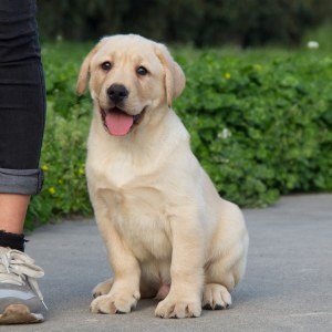 拉布拉多犬价格表，开启温馨的宠物寻找之旅