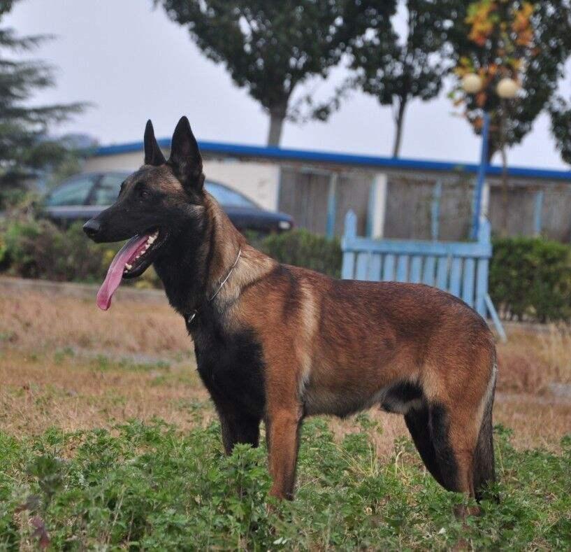 最新马犬品种详解，小巷深处的特色犬舍独家呈现